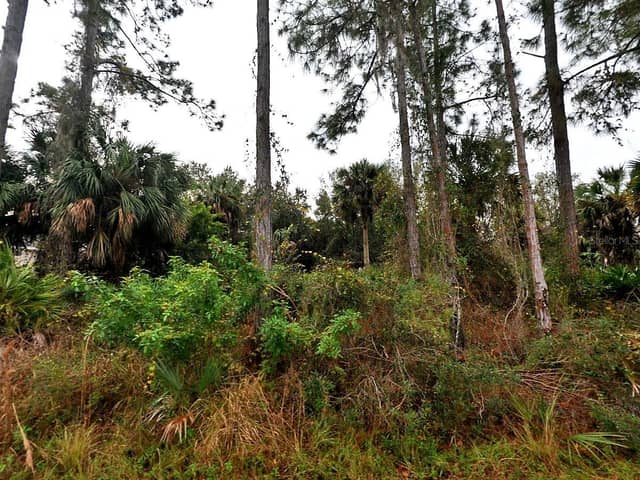 CISSUS AVE photo